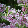 Weigela 'Variegated'