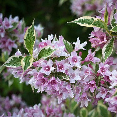 Weigela 'Variegated'