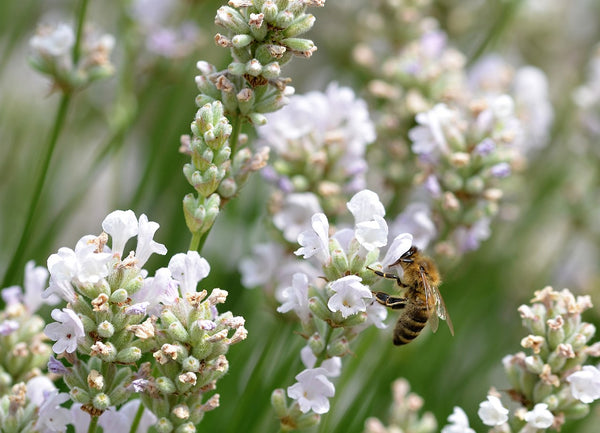 White Grosso Lavender 'Alba'