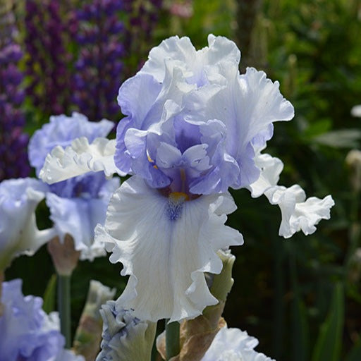 Willamette Mist Iris