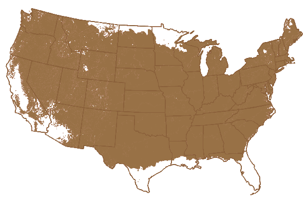 Amity Raspberry - The Greenhouse